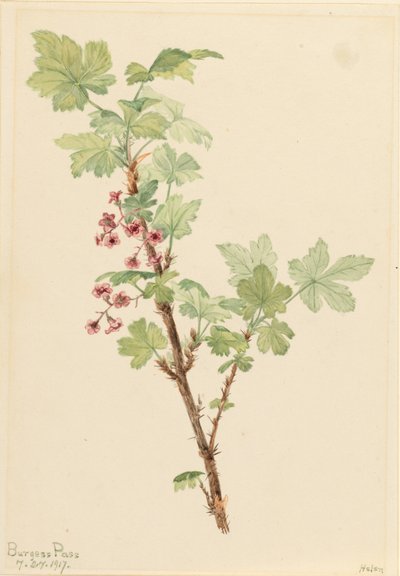  by Mary Vaux Walcott