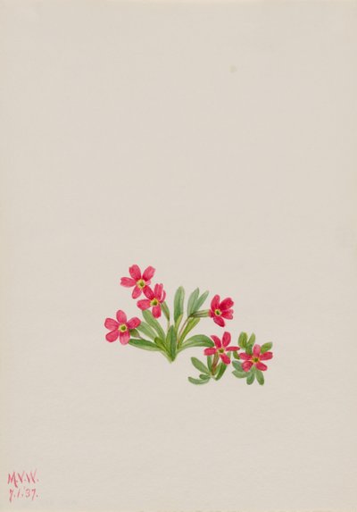  by Mary Vaux Walcott