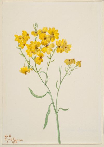  by Mary Vaux Walcott