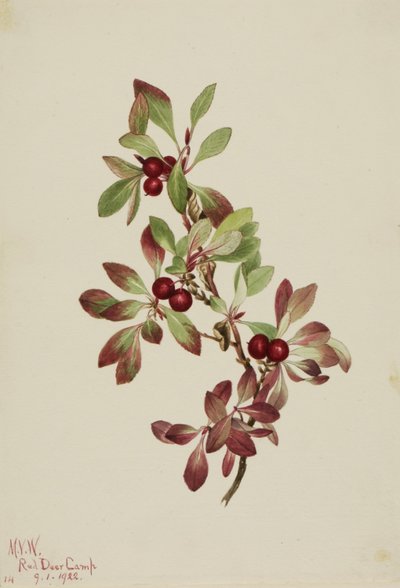  by Mary Vaux Walcott