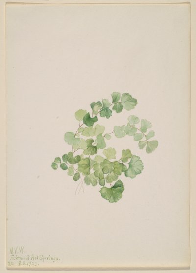Puccoon (Lithospermum ruderale) by Mary Vaux Walcott