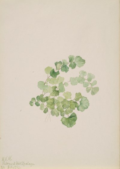 Litosperm kızamıkçık, 1923 by Mary Vaux Walcott