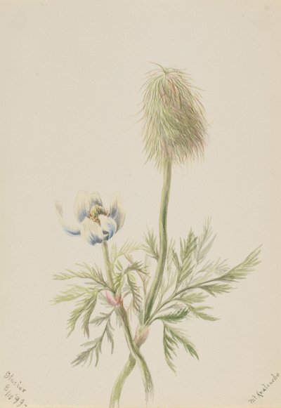  by Mary Vaux Walcott