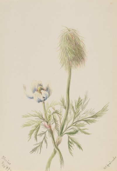 Pulsatilla occidentalis, 1899 by Mary Vaux Walcott