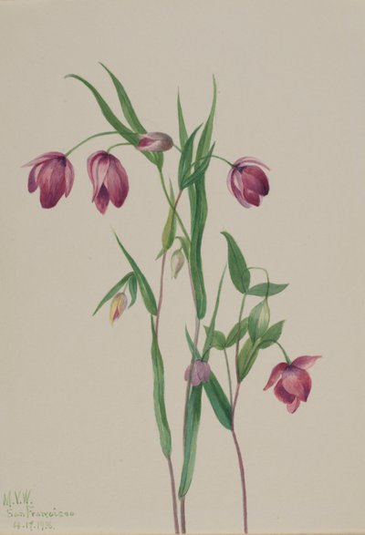  by Mary Vaux Walcott