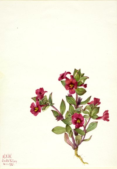 Mor Maymun-Çiçek Mimulus bigelovii, 1935. by Mary Vaux Walcott