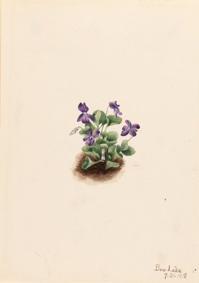  by Mary Vaux Walcott