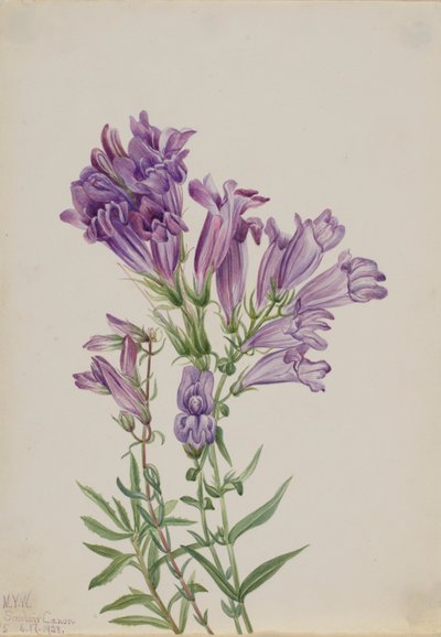  by Mary Vaux Walcott