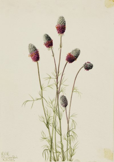 Mor Çayır Üçgülü (Petalostemon purpureum) by Mary Vaux Walcott