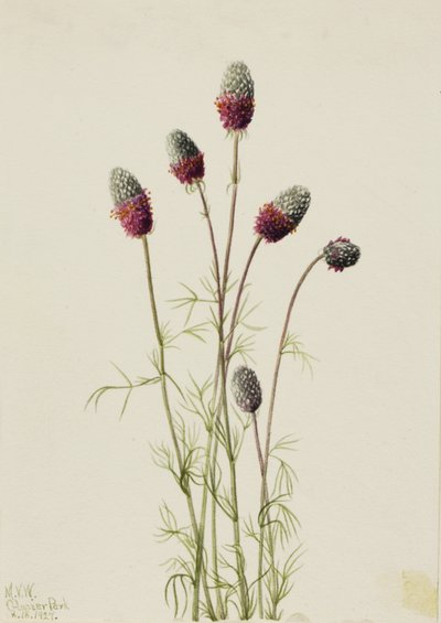 Mor Çayır Yoncası Petalostemon purpureum, 1927. by Mary Vaux Walcott