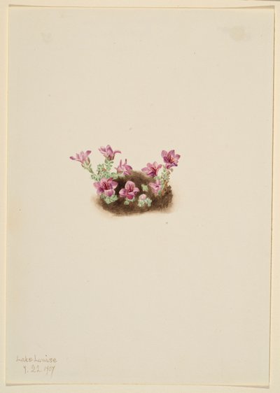  by Mary Vaux Walcott