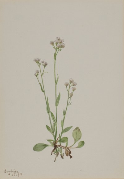  by Mary Vaux Walcott