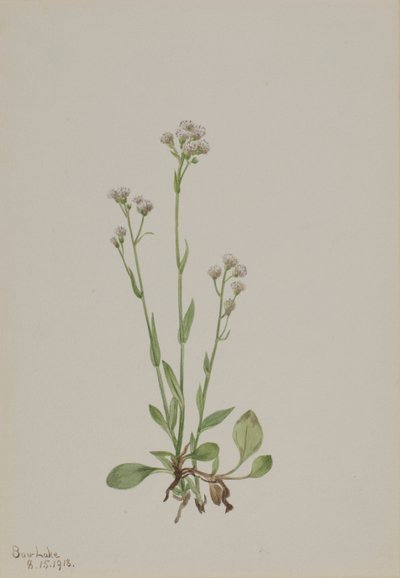 Pussy-Toes Antennaria racemosa, 1918. by Mary Vaux Walcott