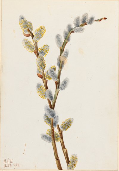 Pussy Willow Salix