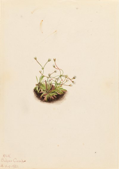  by Mary Vaux Walcott