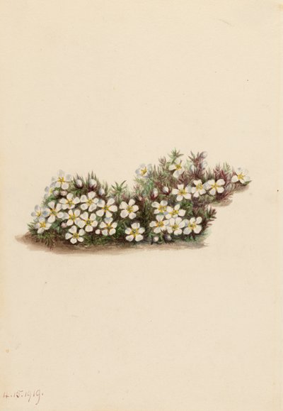Pyxie Pyxidanthera barbulata, 1919. by Mary Vaux Walcott