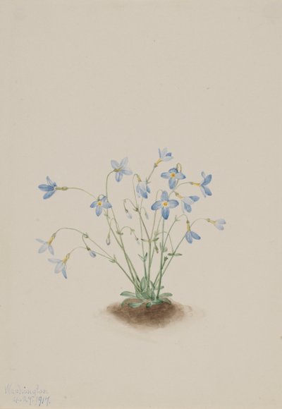 Quakerladies (Houstonia caerulea) by Mary Vaux Walcott