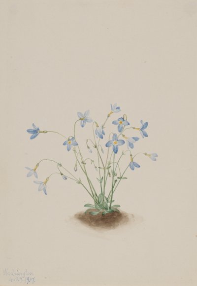 Quakerladies Houstonia caerulea, 1917 by Mary Vaux Walcott