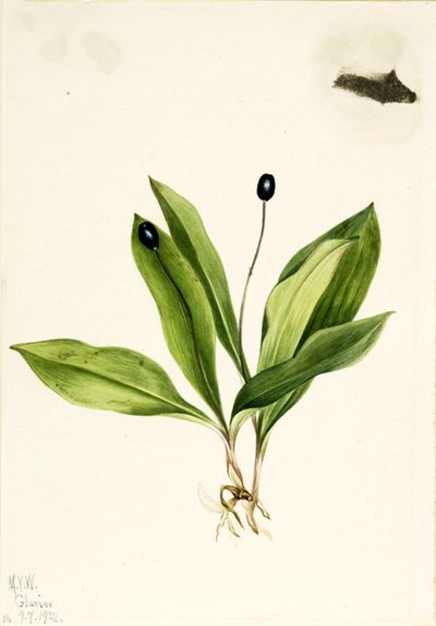 by Mary Vaux Walcott