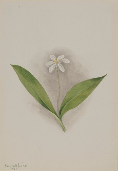  by Mary Vaux Walcott