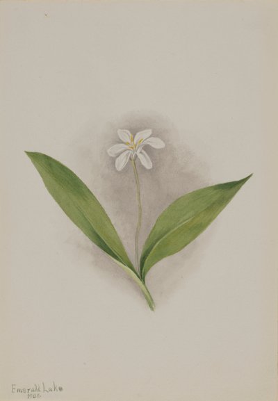Queencup Clintonia uniflora, 1902. by Mary Vaux Walcott