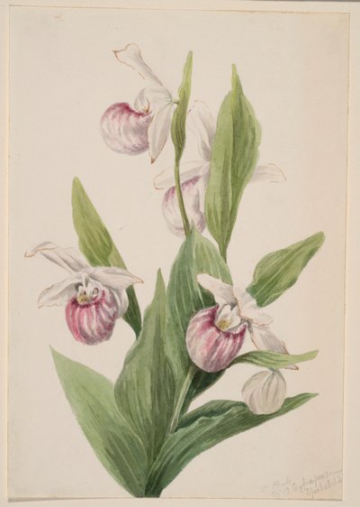  by Mary Vaux Walcott