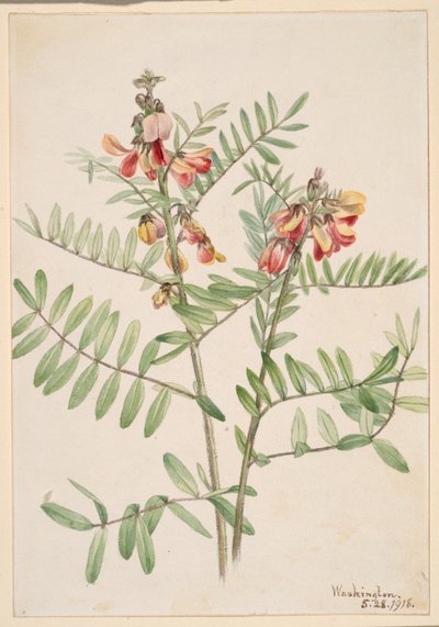  by Mary Vaux Walcott