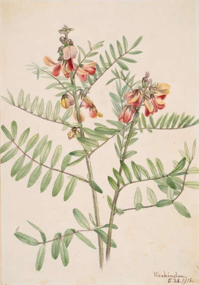 Tavşan Fasulyesi Cracca virginiana, 1918. by Mary Vaux Walcott