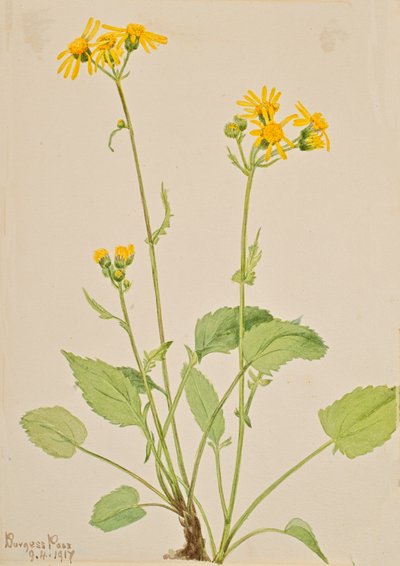 Ragwort Senecio burkei, 1917. by Mary Vaux Walcott