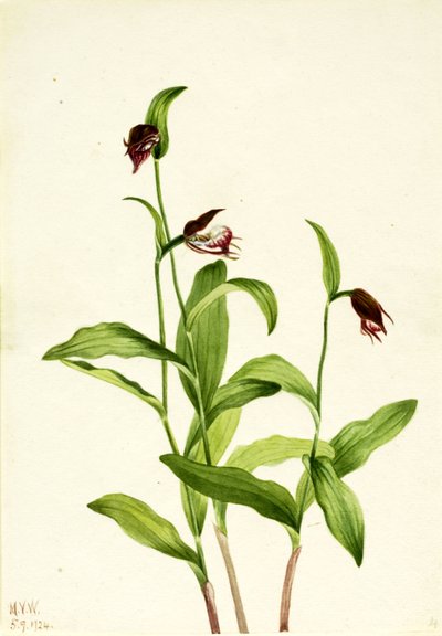 Ramshead Hanımın Terliği Cypripedium arietinum, 1924. by Mary Vaux Walcott