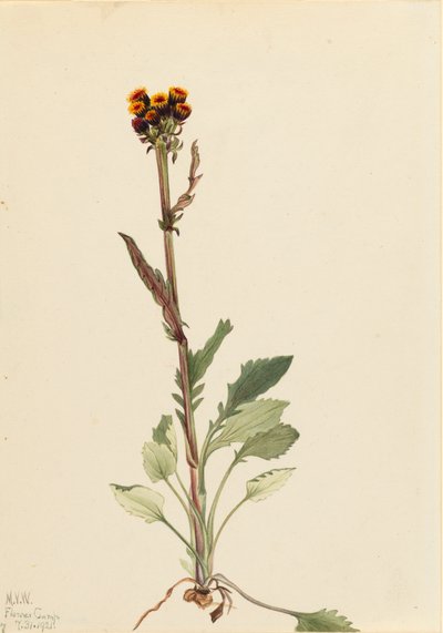 Rayless Groundsel Senecio pauciflorus, 1921. by Mary Vaux Walcott