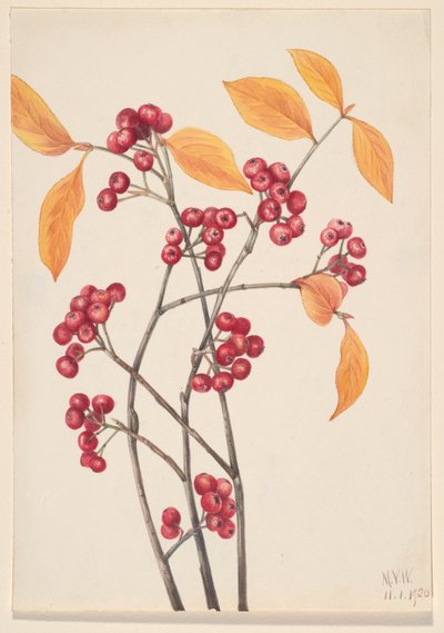 Kırmızı Chokeberry Aronia arbutifolia, 1920. by Mary Vaux Walcott