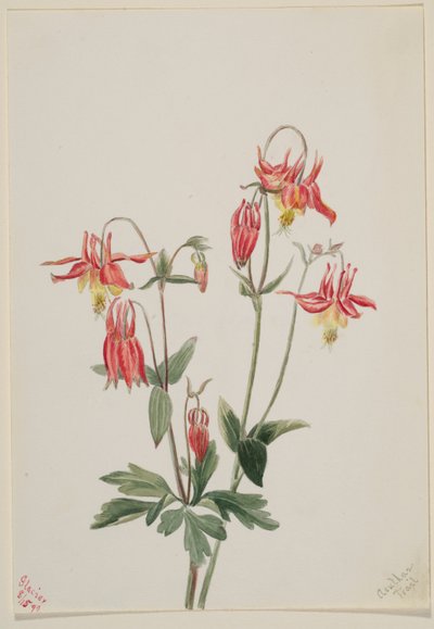 Kırmızı Columbine (Aquilegia formosa) by Mary Vaux Walcott