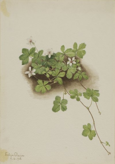  by Mary Vaux Walcott