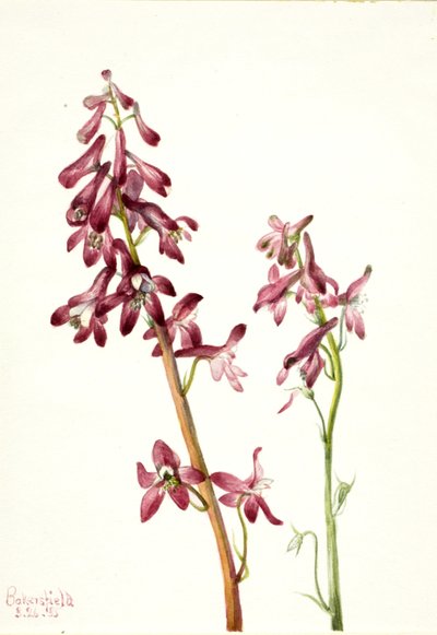 Kırmızı Larkspur Delphinium çıplak, 1935. by Mary Vaux Walcott