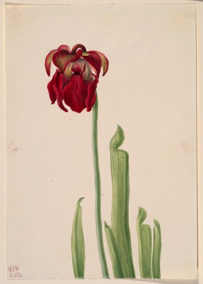 Kırmızı Sürahi Bitkisi (Sarracenia jonesii) by Mary Vaux Walcott