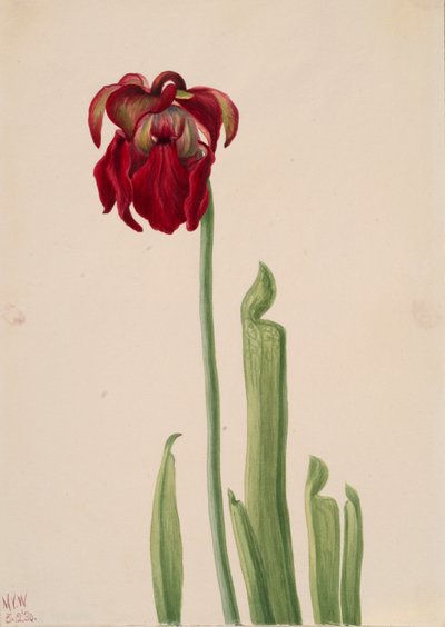 Kırmızı Sürahi Bitkisi Sarracenia jonesii, 1930. by Mary Vaux Walcott