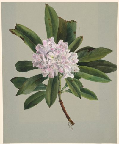  by Mary Vaux Walcott