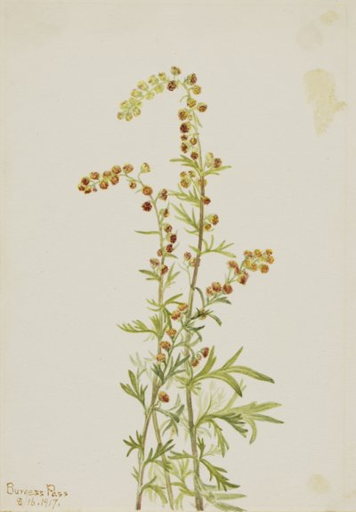  by Mary Vaux Walcott