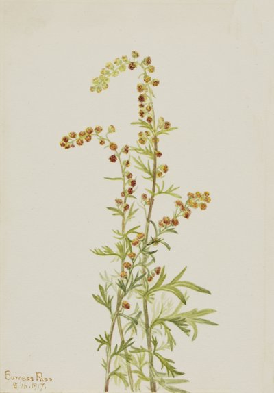 Kaya Pelin Artemisia renk değişikliği, 1917. by Mary Vaux Walcott