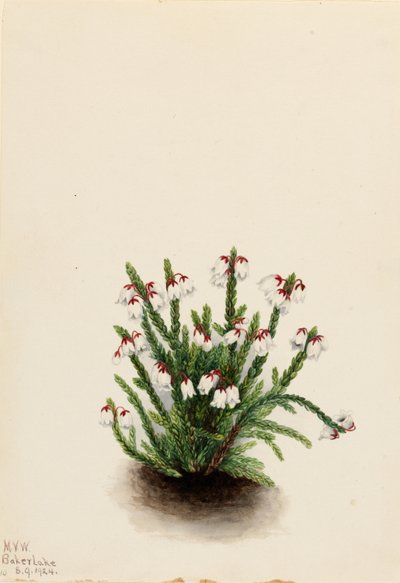  by Mary Vaux Walcott