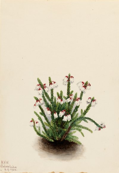 Rocky Mountain Cassiope Cassiope mertensiana, 1924. by Mary Vaux Walcott