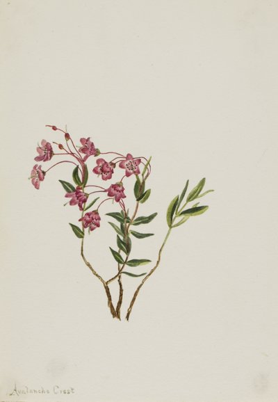  by Mary Vaux Walcott
