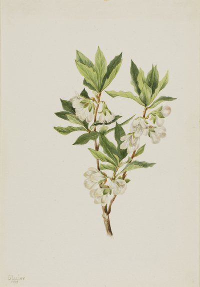  by Mary Vaux Walcott