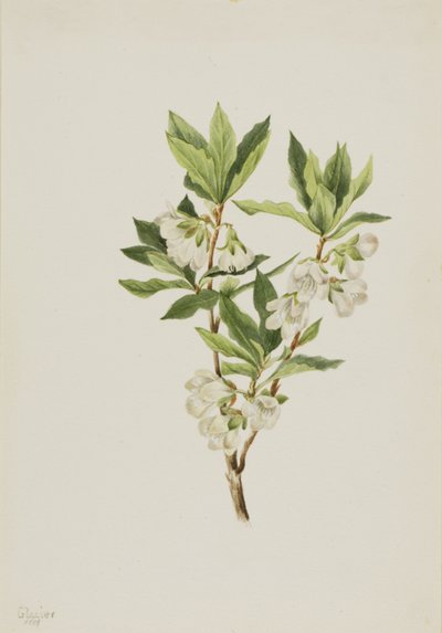 Rocky Mountain Rhododendron Rhododendron albiflorum, 1901. by Mary Vaux Walcott