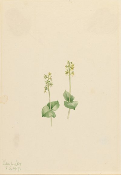 Rocky Mountain Twayblade (Ophrys necrophylla) by Mary Vaux Walcott