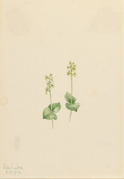 Rocky Mountain Twayblade Ophrys necrophylla, 1919. by Mary Vaux Walcott