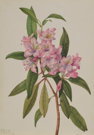 Rose-Bay Rhododendron Rhododendron carolinianum, 1932. by Mary Vaux Walcott