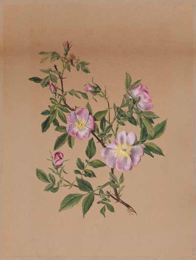  by Mary Vaux Walcott