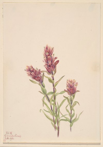  by Mary Vaux Walcott